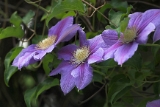 Clematis 'Nelly Moser' 02